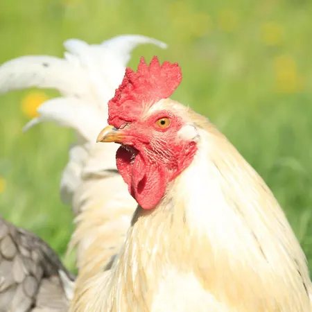 Dei Forestieri Montefiorino