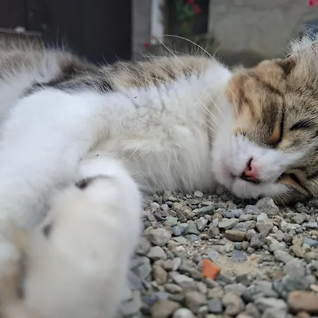 Dei Forestieri Apartamento *