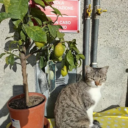 Dei Forestieri Montefiorino