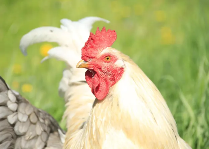 Dei Forestieri Montefiorino