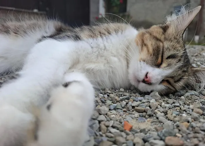 Dei Forestieri Διαμέρισμα *