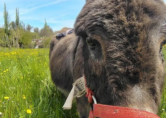 Dei Forestieri * Montefiorino