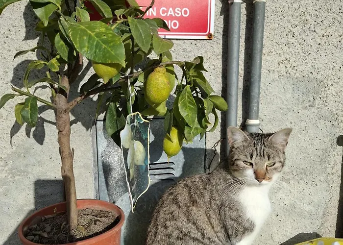 Dei Forestieri Montefiorino