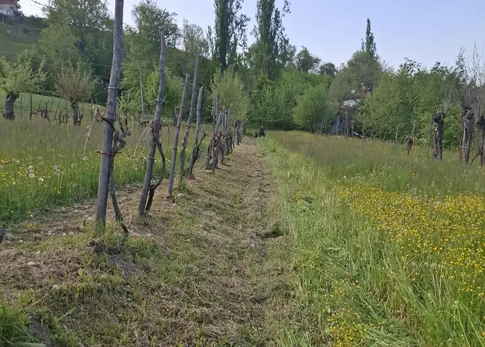 Dei Forestieri Montefiorino